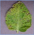 Image result for Plant Leaf Diseases