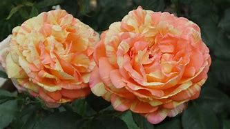 Image result for Peach Swirl Hybrid Tea Rose