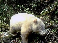 Image result for Urso Panda Albino