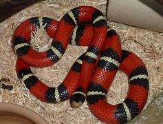 Image result for Sinaloan Milk Snake