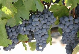 Image result for Gorgeous Bart Grapes