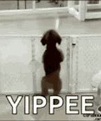 Image result for Excited Dog Jumping Meme