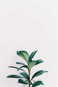 Image result for Plants Wallpaper for Laptop