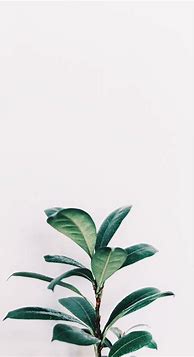 Image result for Plant Wallpaper Potrait