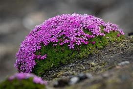 Image result for Mosses Examples