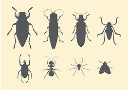 Image result for Insect Vector