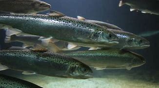 Image result for Salmon Fish Swimming