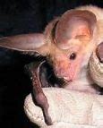 Image result for California Pallid Bat