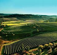 Image result for Willamette Valley Winery