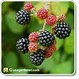 Image result for BlackBerry but Straight