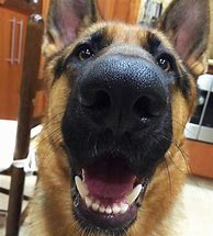 Image result for German Shepherd Nose Scrunched