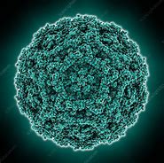 Image result for Parvovirus B19 Deca