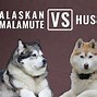 Image result for Alaskan Malamute Vs. Husky