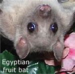 Image result for Thai Painted Bats