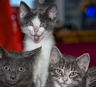Image result for Cute Sassy Cat