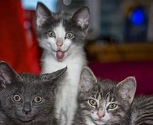 Image result for Funny Bad Cat