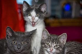 Image result for Funny Cat Chats
