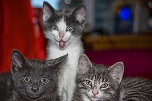 Image result for Weird Kittens