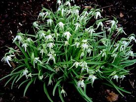 Image result for Galanthus Walrus