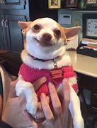 Image result for Chihuahua Smiling Meme