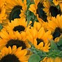 Image result for Beautiful Sunflowers