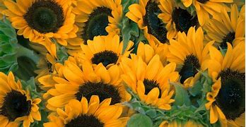 Image result for Sunflower Wallpaper for Kindle