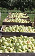 Image result for Michigan Apple Varieties