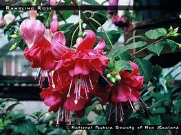 Image result for Muse+Rambling+Rose
