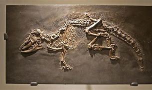 Image result for Prehistoric Hedgehog