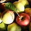 Image result for Canning APPLES