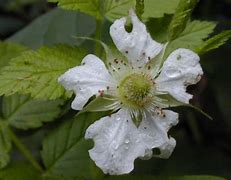 Image result for Rubus Rosifolius
