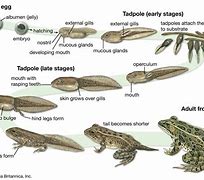 Image result for Cycle Life Tadpole Frog