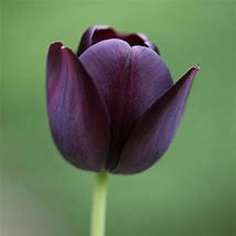 Image result for Tulipa Nightmare