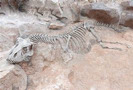 Image result for First Dinosaur Fossil Found