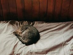 Image result for Cat Layung Down Funny Wallpaper