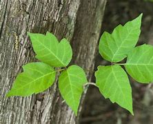 Image result for Picture of Poison Ivy Plant and Leaves