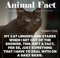 Image result for Fun Fact Funny Meme