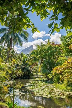 Bonnes adresses Tahiti et ses îles // La Penderie de Chloé, blog voyage.