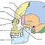 Image result for Human Spinal Anatomy