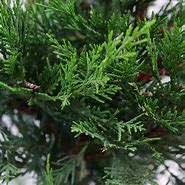 Image result for Cupressocyparis leylandii