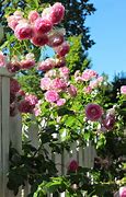 Image result for DeMorgenzon Rose Garden