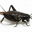 Image result for Funny Cricket Bug