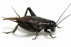 Image result for Cricket Bug