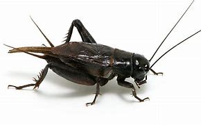 Image result for Cricket Insect