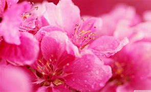 Image result for Pink Spring Background