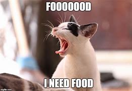 Image result for Cat Demanding Food Meme
