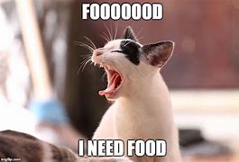 Image result for Cat Meme About Food