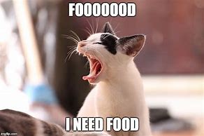 Image result for Need Food Cat Memes