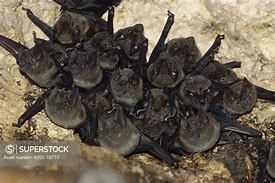 Image result for Jamaican Fruit Bat Roost