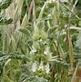 Image result for Find a Picture of a Horehound Plant